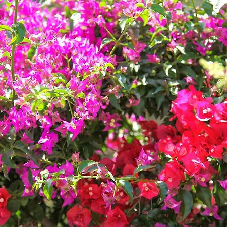 Апартаменти Il Poggiolo *