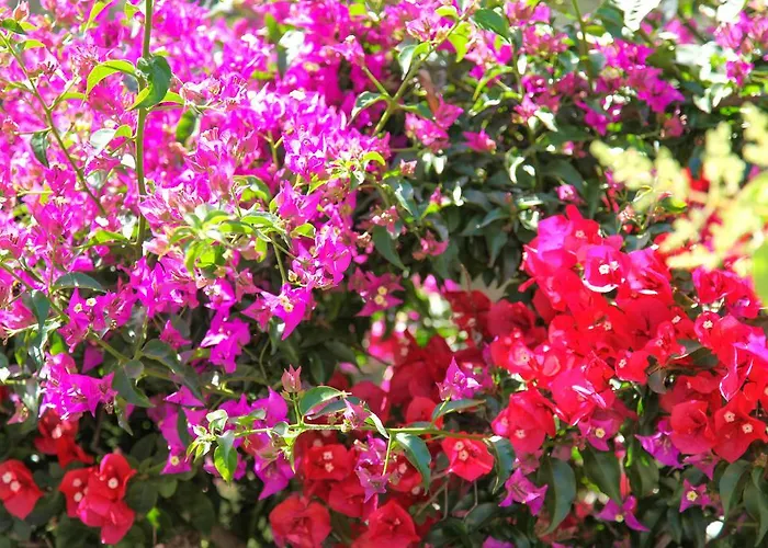 Διαμέρισμα Il Poggiolo *